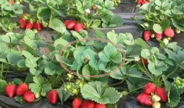 爆料种植草莓视频大全集,视频大全集揭秘